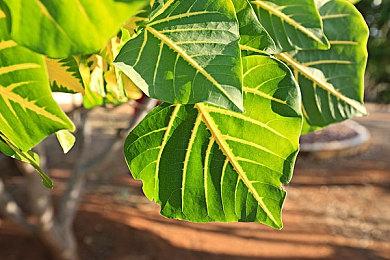 传闻：卡普空《虚实万象》是一款动作叙事游戏 故事大纲泄露